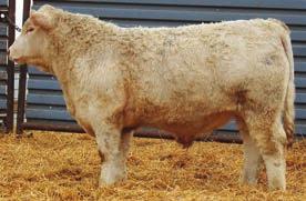 TUFFIE Z299 SCR TUFFY 0119 JCH MS WHITE U16 6.5 1.1 43 81 5 9.8 27 1.0 32 0.98 0.001 0.04 A very good Commissioner son out of a Tuffie daughter. He is above the average in both 205 and 365 wt.