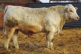63 DCR MR RED OUTLAW E309 Spring Charolais Bulls Red Factor BD: 3/10/2017 QM201440 TSI: 192/70% Purebred 205 Day WT: 787 BW: 97 365 Day WT: 1347 HRJ WIDOW MAKER 12A PRO-CHAR OUTLAW 13C PRO-CHAR ALANA