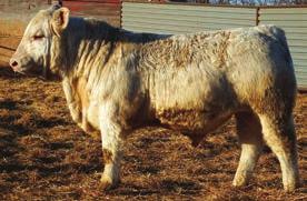 Top 20% CW; 25% REA, Fat; 30% YW, SC; 35% TSI; 45% WWT, MCE. Great hair, tremendous thickness and depth. His dam U191 has been a great female for us. She was named a Diamond Dam of Distinction.