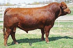 Simmental Reference Sires REF. SIRE A DCR MR MOONSHINE X102 REF.