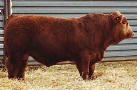 106 DCR MR WIDELOAD E105 Simmental Bulls Tested Homo BD: 2-20-17 3321054 Red Purebred 205 Day WT: 846 BW: 95 365 Day WT: 1418 R PLUS RELOAD 2006Z B FAT -0.