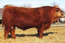 Simmental Bulls 115 DCR MR WIDELOAD E175 BD: 2-27-17 3320963 Red Purebred 205 Day WT: 856 BW: 78 365 Day WT: 1336 R PLUS RELOAD 2006Z B FAT -0.066 ASM WIDELOAD 303B WFL MS RED DOLL 9072W REA 0.