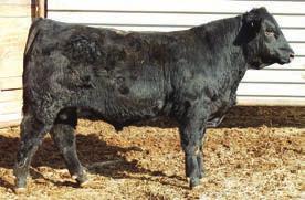 17 A very good El Dorado twin. In the top 1% for MWW; 2% YWT, CW; 3% WWT, Milk; 10% ADG, STAY, TI; 20% MCE, API. Out of a cow we purchased from the 3C Christensen Ranch.