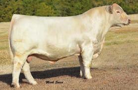 3 12 0.46 0.003 0.28 We purchased him from the herd in South Dakota, from the Wienk Charolais Ranch. Was one of the top selling lots of the day.