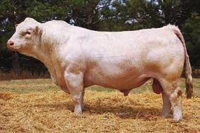 Also in the top 5% CE, 10% BW, 1% Milk, 20% MCE, 2% MTL, and 8% MARB. REF. SIRE C DCR MR SUBSTANCE A240 M837838 TSI: 224/10% Homo 205 WT.: 878, Ratio: 111 365 WT.