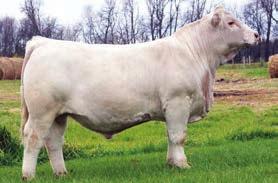 25 DCR Mr Substance A240 was out second top selling lot back in 2014. He sold to the Troy Thomas Charolais Ranch. His performance was unmatched to any other. His carcass traits were even better.