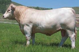 10 DCR MR COMMISSIONER C49 was the top selling lot in our 2016 sale. He sold that day to Wilgenbusch Charolais Ranch. We use him as a AI sire. With his first calf crop we are very impressed.