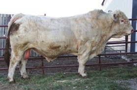 One of the best assets is the great hair coat he stamps on his calves. Again it will take a few calf crops to get his EPDs established. He is in the top 9% Fat, 30% REA, 40% WW, YW, SC, CW. REF.