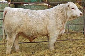04 New herd sire from the Hunter Charolais Ranch. We are very pleased with his first set of calves. They are small at birth and just keep growing. They are stamped with a tremendous hair coat.