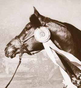 Without question one of the most prominent of these is the bay stallion Ali Jamaal (x Heritage Memory), exported to Brazil where he established the whole El Jamaal line including the U.S.