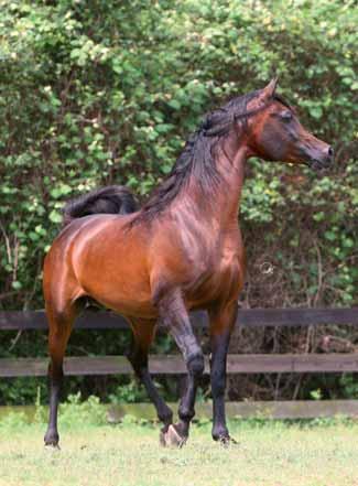 National Champion mare
