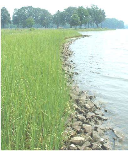 How does this relate to a living shoreline project? General support for softer, living shorelines. Recognize the value of wetlands, as fishery forage, refuge, spawning and nursery habitats.
