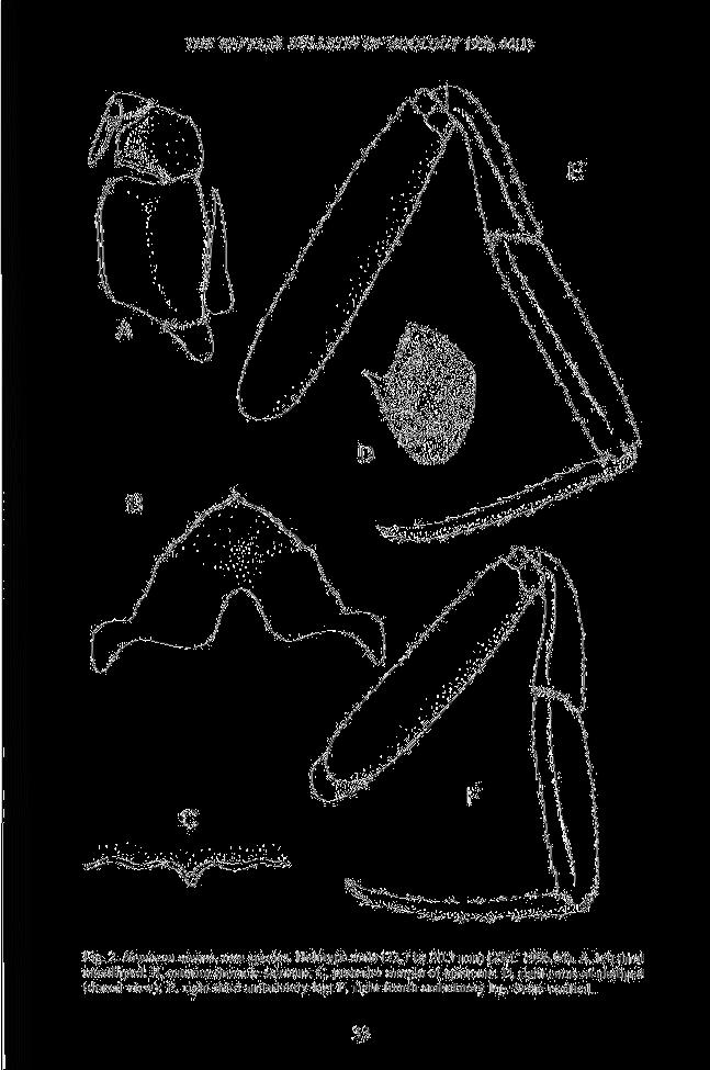 THE RAFFLES BULLETIN OF ZOOLOGY 19% 44( 11 Fig. 2. Nonurim nomas, new species, Holutypc male (23.7 by 20,3 mm) (ZRC 1996.94). A. left llurd maxilliped; B.
