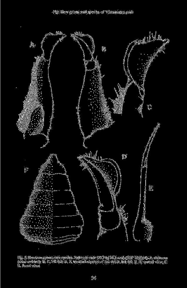Ng: New genus and species of Vietnamese crab Fig. 3. Nemoron nomas, new species. Holotypc male (21.7 by 20.3 mm.i (2RC 1996.94).