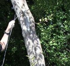 Step 1: The shorter sling cable is used to wrap around the tree (Figure 2) that will be used as the Starting Point at a height computed from the Height