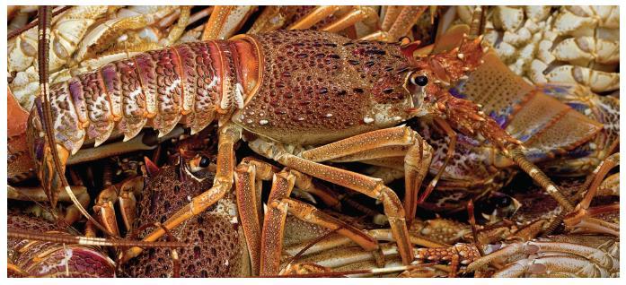 WEST COAST ROCK LOBSTER Generates +/- R400m per year, employs +/- 4 200 people Traditionally focused on the West Coast,