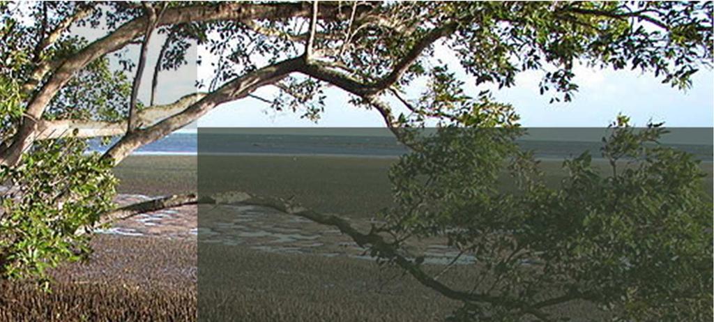 Mangrove tree and pneumatophores in Moreton