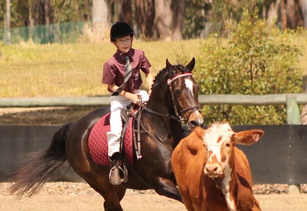 Cow Competition 8-00/9-00am Friday 11 th May 2018 Nanango Showgrounds Open to all students of Schools Team Penning,, Western Bending,