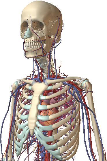 of the human weapon system. Note the size of heart relative to the rib cage and sternum. Figure 22.