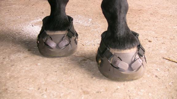 hood Hoof boots not allowed in competition