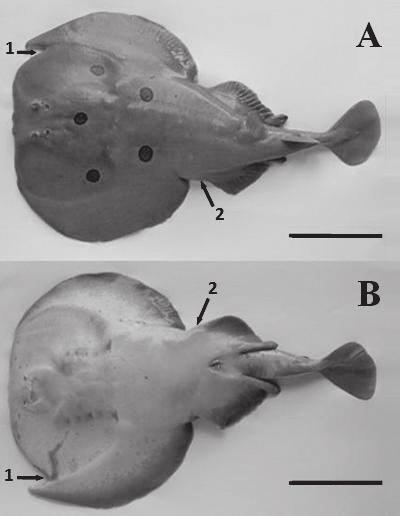 Such morphological abnormality was more evident in ventral surface (Fig. 3B, 1) than in dorsal surface (Fig. 3A, 1). The specimen also presented an incomplete left pelvic fin (Fig. 3A, 2; Fig.