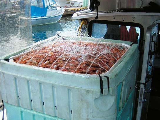 50 45 40 35 30 Landed Value BC Prawns 25 20 15 10 5 0 2001 2002 2004 2005 2006 2007 MILLIONS OF DOLLARS Over-supply of BC prawns is also a reality in the market place.