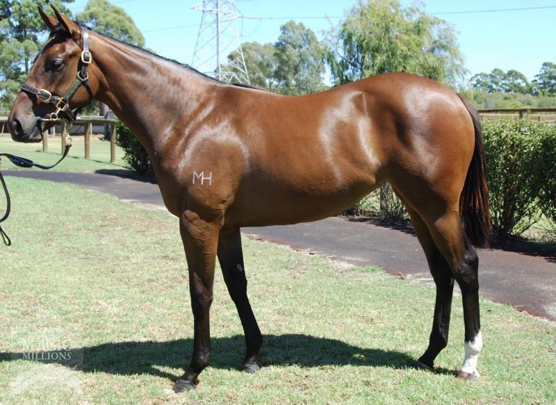 More Winners More Often More Fun Al Maher filly out of Demon Queen Patrick Payne to Train 5% shares $3,450 It is amazing how some horses grab your attention when you attend a yearling sale and for