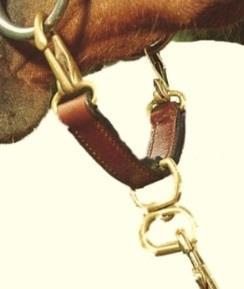 No bridle, saddlery or other equipment shall be used in a way that causes the horse pain, discomfort or distress.