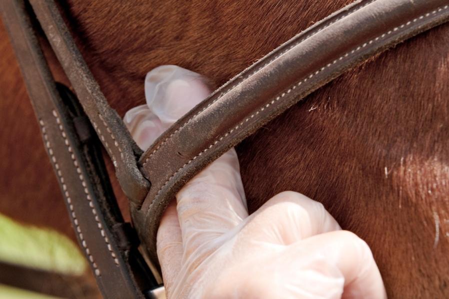 At any level of competition, a cavesson or both parts of a flash noseband may never be so tightly fixed that it causes severe irritation to the skin, and