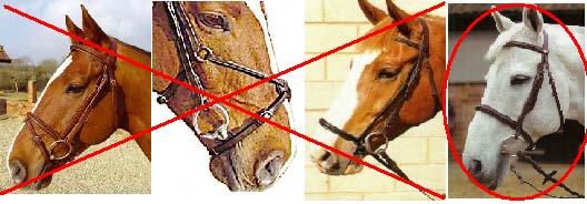 Figure 6 Flash Noseband Figure Eight Noseband Drop Noseband Cavasson Noseband Other equipment such as martingales are not permitted in flat classes.