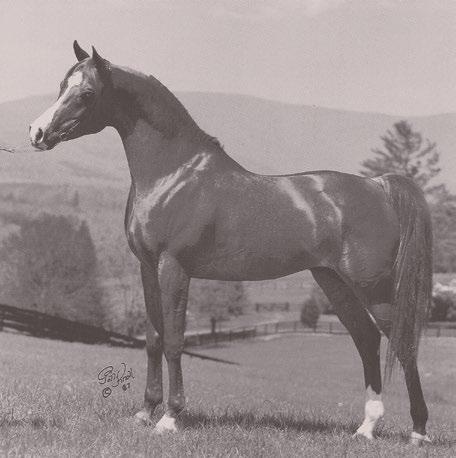 Ruminaja Majed foaled in 1981, was one of two chestnut stallions that Bint Magidaa produced by Shaikh Al Badi.