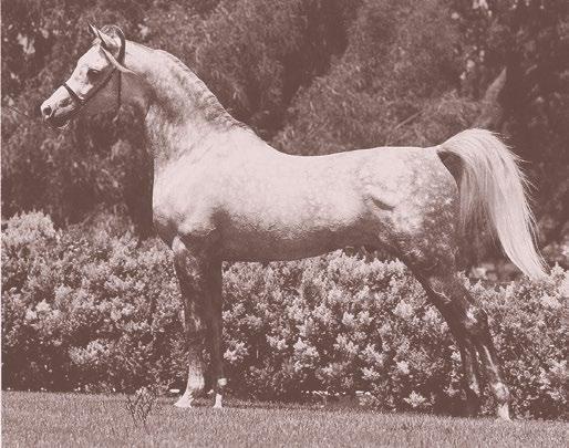 He was a senior sire for Somerset Farm of California before