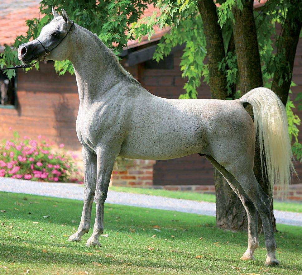 Phaaros (ZT Faaiq x Bint Atallah) Special thanks to The Pyramid Society for the use of reference photographs from their Reference Handbooks of the Straight Egyptian Horse.