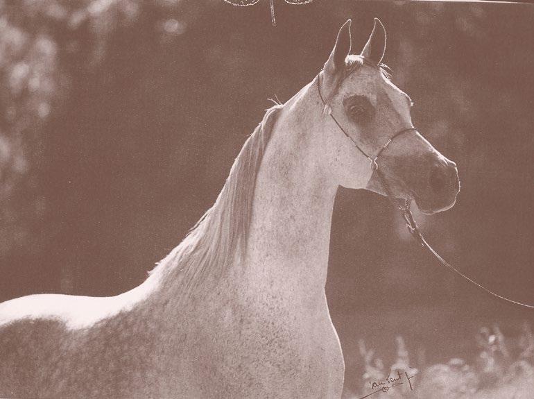 Miss Maggie Mae was Bint Magidaa s second foal by The Minstril, a cross which doubled the blood of Bint Magidaa.