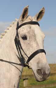 No Kate Negus bridle is ever standard How to build your new Kate Negus bridle Kate Negus gives you the opportunity to design a bridle to your specification, which fits your horse perfectly first time!