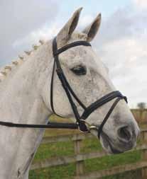 Padded International Bridles Our Padded International Bridle has a beautifully raised and lined noseband