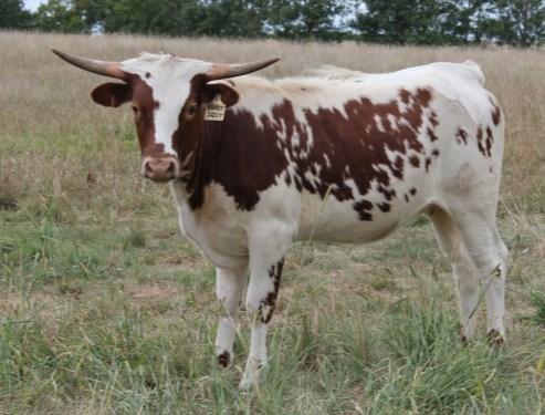 LOT 37 SUPER SALLY Adam & Sons ITLA: Reg Pending PH:25 DOB: 08/18/12 Exposed To: Super Fast 7/1 to sale date. Comments: OCV d. Fancy, well built, young heifer, just over a yr-at 13 mo was 31.5 TTT.