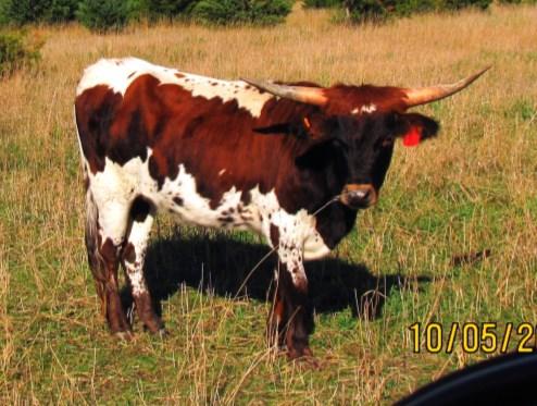 LOT 1 SALTILLO LICORICELADY212 Rodger & Bonnie Damrow TLBAA: CI283263 PH:212 DOB: 06/28/12 Exposed To: Saltillo Zack 27 from 7/1 to sale date, a bull that goes back to Zhivago & Blackwoods Diego.