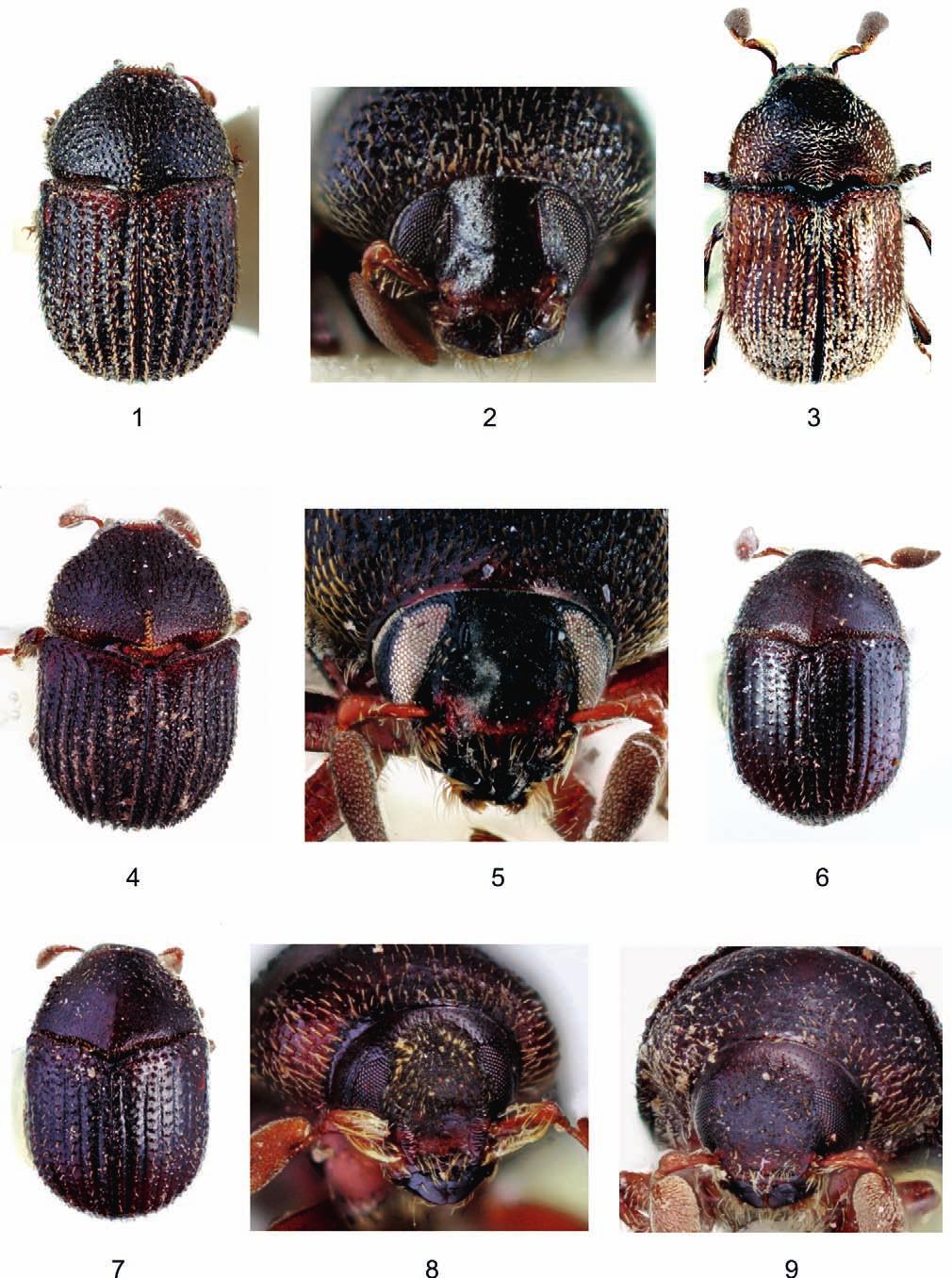 270 Koleopt. Rdsch. 81 (2011) Figs. 1 9: 1 2: Chramesus granulipennis, 1) holotype, habitus, male, 2) frons, male; 3) C. peruanus, habitus male; 4 5: C.