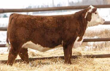 Open Heifers LOT 167 TH 188A 5110 VICTRA 158F P43919749 Calved: Feb.
