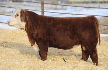 31 7 Recommended for use on heifers BW 77 lb.; Adj. 205-day wt. 609 lb.