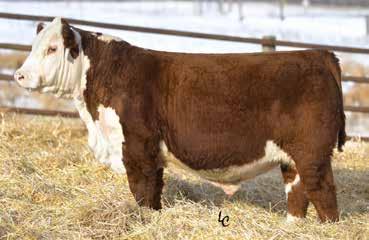 31, 2018 Tattoo: BE 521F Polled P43933057 Calved: Jan. 31, 2018 Tattoo: BE 522F Polled 3.