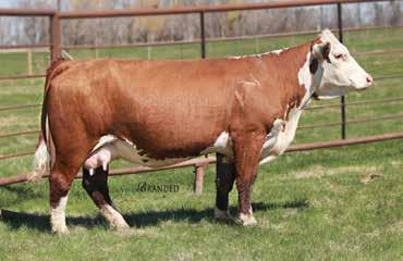 Eye pigment: LE 100/RE 90 LOT 25 TH 756A 358C PIONEER 279F P43920549 Calved: March 8, 2018 Tattoo: BE 279F Scurred TH 89T 755T STOCKMAN 475Z TH 403A
