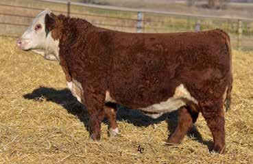 His beautifully-uddered dam produced the popular 71D of the 2017 TH Sale going to ANL Herefords, Canada. His progeny are fast becoming highlights of their elite program.
