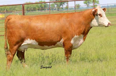 Eye pigment 50/50 Full Siblings Lots 38 39 LOT 40 TH 334 358C PIONEER 288F P43942163 Calved: March 12, 2018 Tattoo: BE 288F Polled TH 89T 755T STOCKMAN 475Z TH 403A 475Z PIONEER 358C ET P43596960 TH