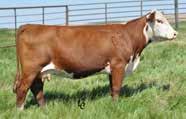 Eye pigment: LE 0/RE 25 A pair of full brothers from arguably the most powerful female of her era at Topp Herefords. Their dam has impressive ratios of 110.6 WW, 109.3 YW, 103.3 REA and 114.3 IMF.