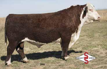 Their dam, 49U, produced the very popular Select Sires legend Th Sheyenne 3X, which has become a cornerstone, low-birth sire of choice for Select Sires reps around the country.