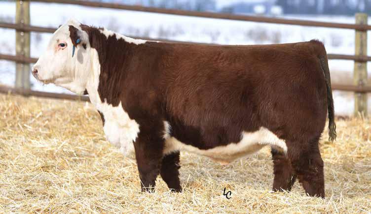 TH 403A 475Z Pioneer 358C ET Progeny Full Siblings Lots 45 51 LOT 47 LOT 46 TH 49U 358C PIONEER 845F ET LOT 47 TH 49U 358C PIONEER 851F ET P43952426 Calved: March 17, 2018 Tattoo: BE F845 Polled