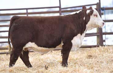 TH 403A 475Z Pioneer 358C ET Progeny Full Siblings Lots 45 51 LOT 50 TH 49U 358C PIONEER 857F ET P43952424 Calved: March 18, 2018 Tattoo: BE F857 Polled 1.2 60 100 20 50 1.3 0.075 0.44 0.