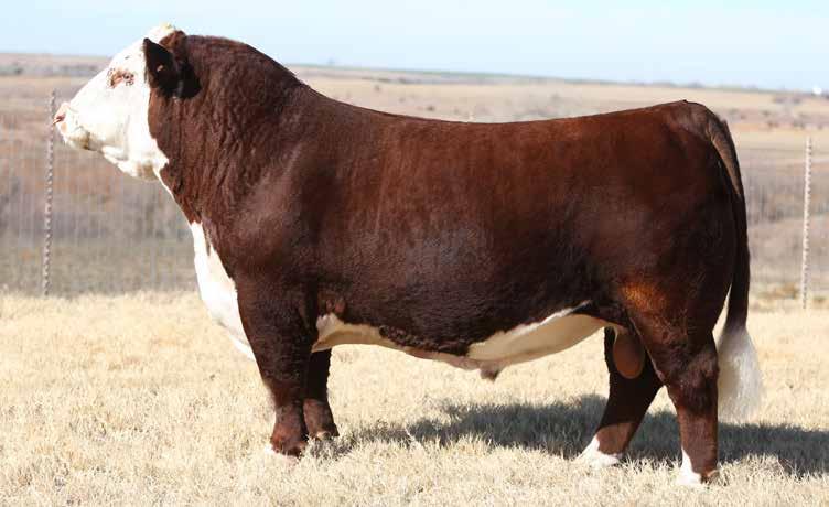 Reference Sire TH 505U 14Z Playbook 48D Sire of Lots 64-71 REFERENCE SIRE TH 505U 14Z PLAYBOOK 48D P43694419 Calved: Jan.